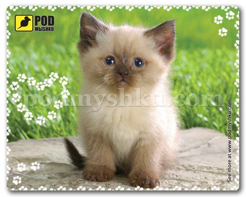 Килимок для миші Podmyshku Сіамський Котик